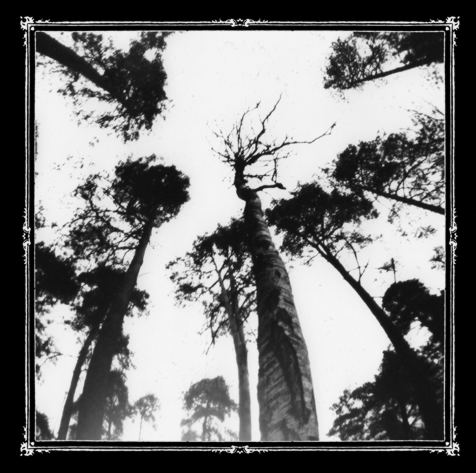 Ancestors Blood - When the Forest Calls